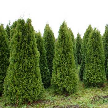 Туя западная ‘Smaragd’ (Thuja occidentalis ‘Smaragd’)